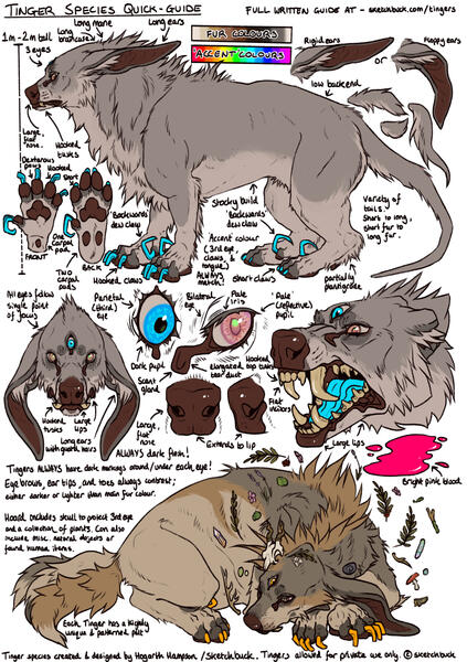A 'study' page chock full of images and written information on the Tinger species (a fantasy species created by Sketchbuck, they are vaguely bear shaped, with a canine-like head, deer nose, long hare ears, hooked tusks, hooked claws, and 3 eyes. They are n